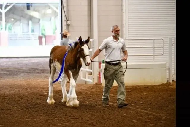 Greg Ford showing a horse